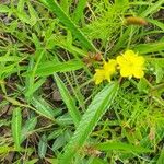 Corchorus trilocularis Feuille