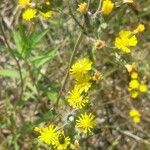 Pilosella cymosa Flower