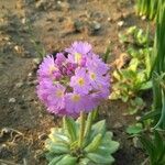 Primula farinosa Květ