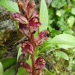 Orobanche gracilis Casca