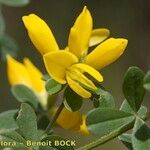 Genista monspessulana Folla