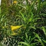 Thevetia neriifolia Flor