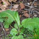 Rumex × acutus Leaf
