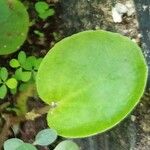 Begonia hirtella Φύλλο