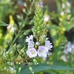 Veronica anagallis-aquatica Flower