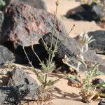 Lavandula coronopifolia Otro