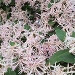 Dais cotinifolia Λουλούδι