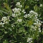 Comandra umbellata Habitus