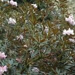 Rhododendron beesianum ശീലം