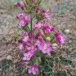 Centaurium littorale Квітка