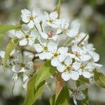 Pyrus phaeocarpa Flower