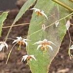 Epimedium ‘Amanogawa’Floro