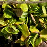 Coprosma granadensis Leaf