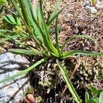 Poa alpina Leaf