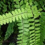 Adiantum caudatum Leaf