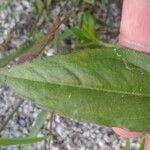 Eclipta prostrata Leaf