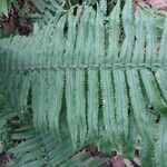 Dryopteris cycadina Liść