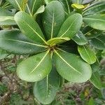 Sideroxylon borbonicum Yaprak