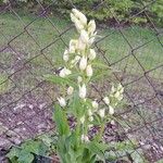 Cephalanthera damasonium Habit