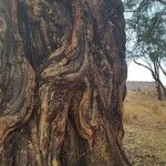 Vachellia xanthophloea Bark