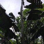 Phenakospermum guyannense Leaf