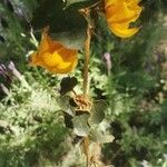 Fremontodendron californicum 叶