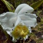 Sobralia chrysostoma Flor