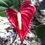 Anthurium andraeanum Flower