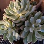 Pachyphytum bracteosum পাতা