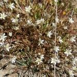 Minuartia rostrata Облик