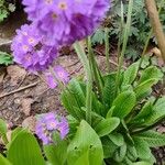 Primula denticulata Habit