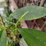 Anthurium scandens Λουλούδι