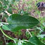 Salvia discolor List