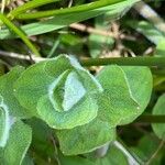 Hypericum elodes Feuille