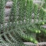 Araucaria scopulorum 葉