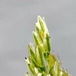 Polypogon viridis Kvet