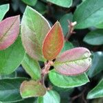 Cotoneaster acuminatus List