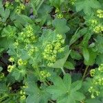Alchemilla monticola Blüte