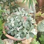 Kalanchoe pumila 葉