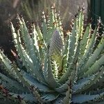 Aloe melanacantha Blatt