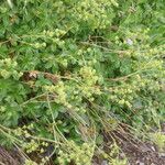 Alchemilla saxatilis Hábito