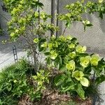 Cornus florida Хабит