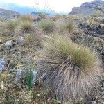 Paramochloa effusa Tervik taim