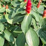 Costus spiralisফুল