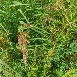 Echinochloa crus-galli 整株植物