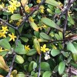 Corokia cotoneaster 葉