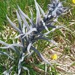 Cynoglossum magellense Hoja