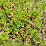 Arctostaphylos uva-ursiLeaf