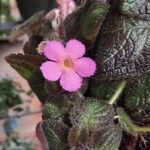 Episcia cupreata Λουλούδι