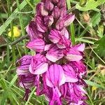 Orchis × spuria ফুল